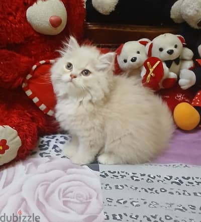 قطه بنت