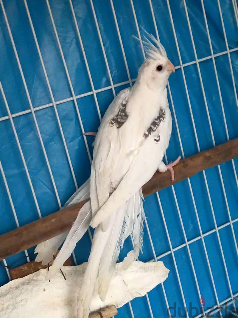 بصمه3000 1