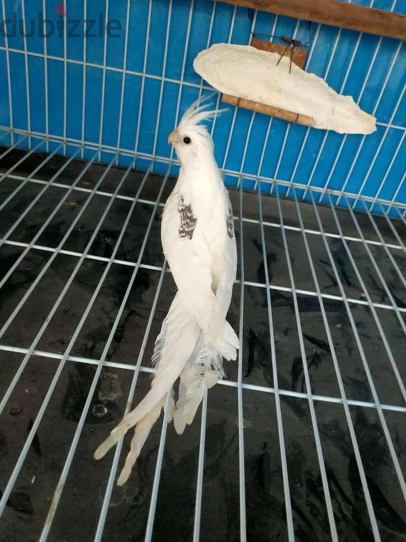 بصمه3000 2