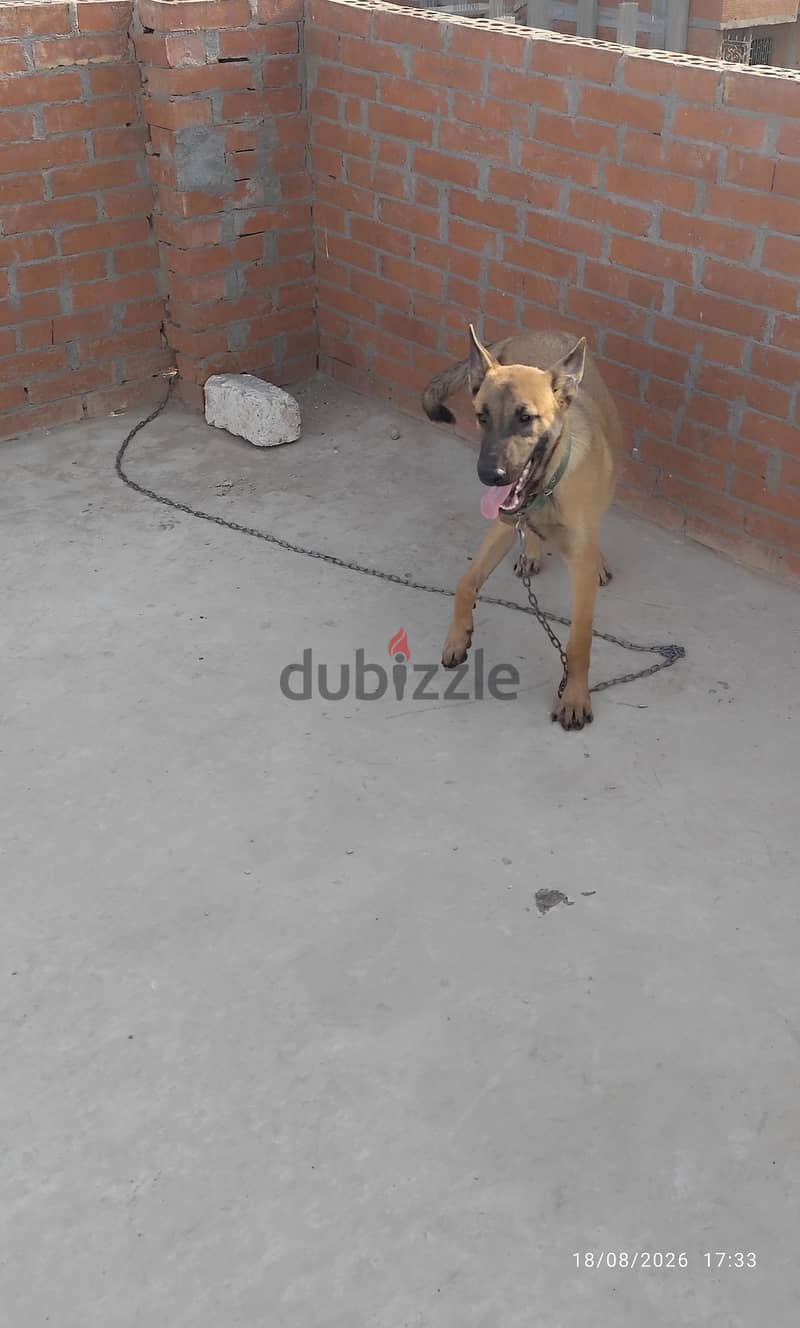Belgian Malinois 1