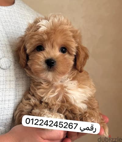 مالتيبو_maltipoo