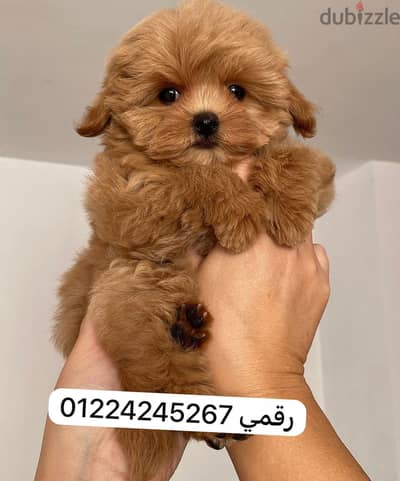 Maltipoo___poodle___maltipo