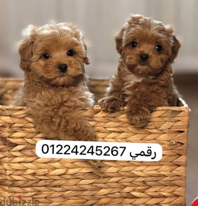 مالتيبو ٤٥ يوم puppy maltipooo