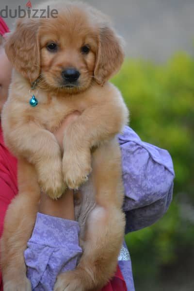 Golden Retriever puppies