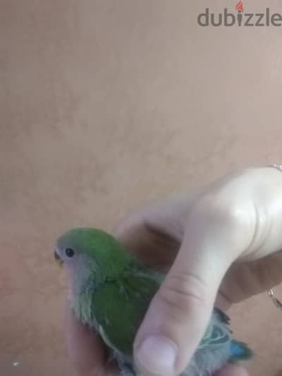 روز تاكيل يدوي