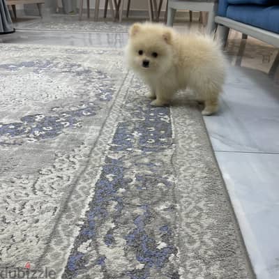 Pomeranian
