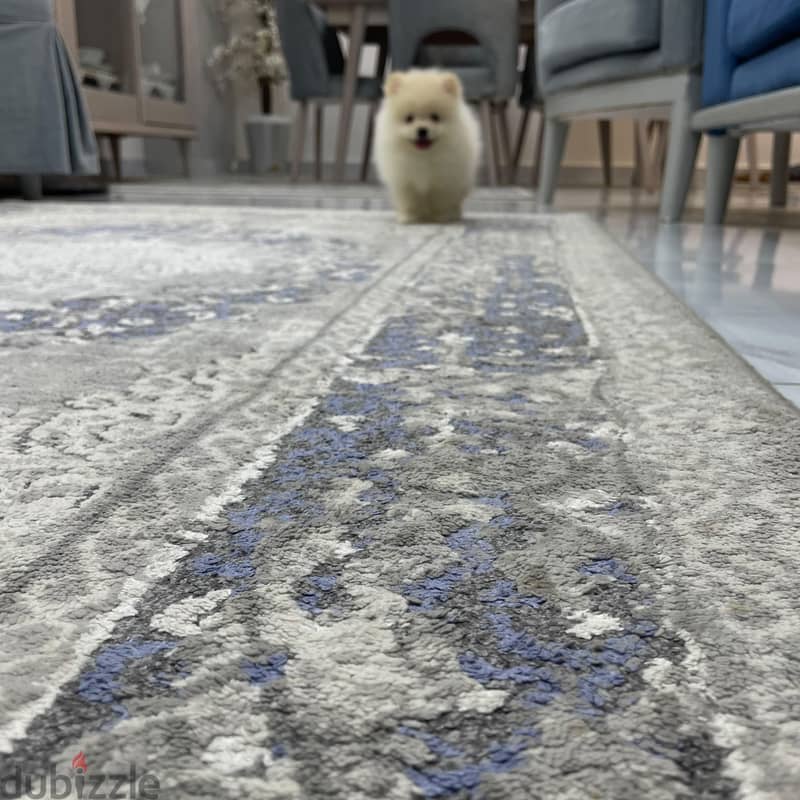 Pomeranian 1