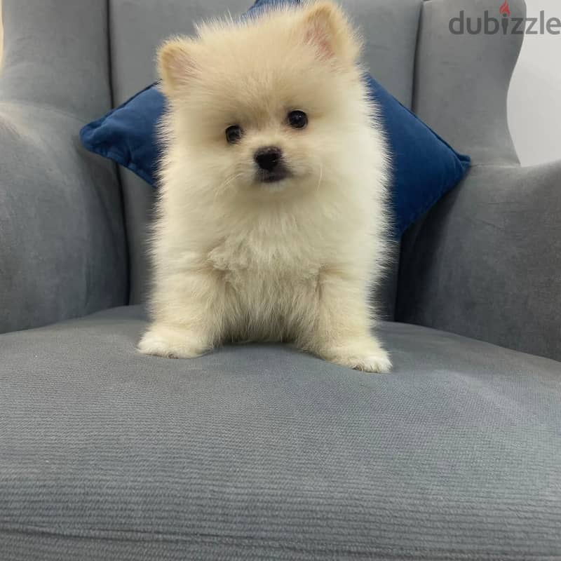 Pomeranian 2