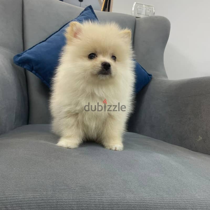 Pomeranian 3
