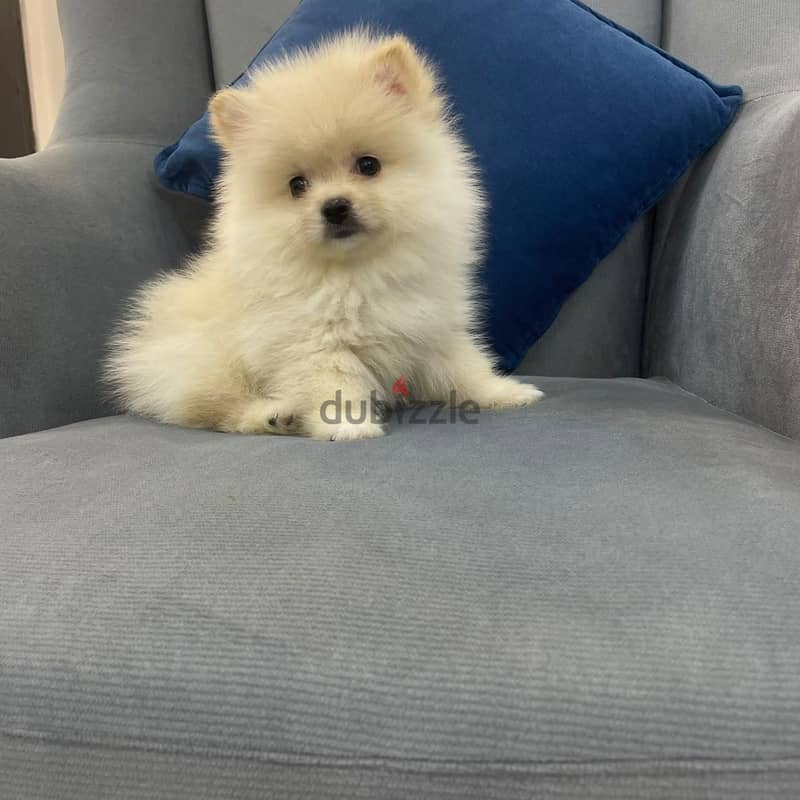 Pomeranian 4