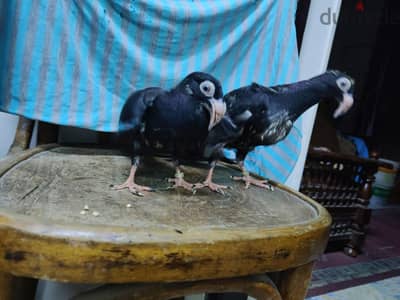قص مراسلة اسود طالعين ولد وبنت بإذن الله