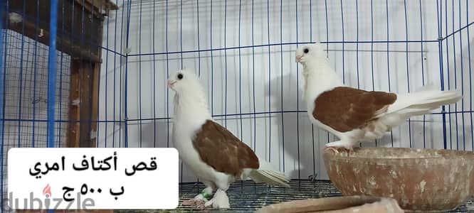 كشك و هزاز للتصفية