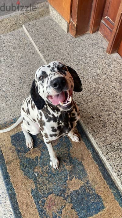 Need a female dalmation for marriage