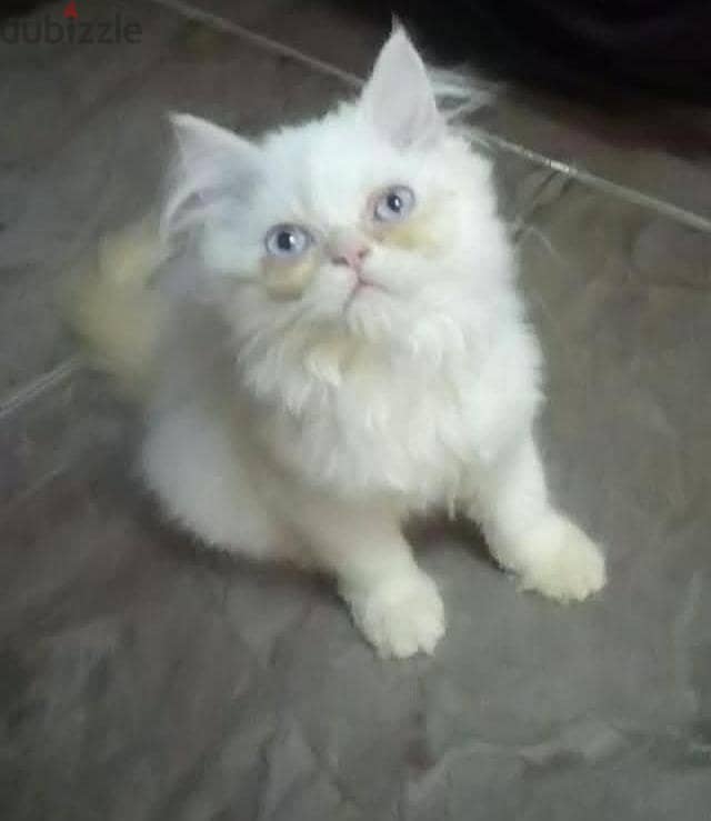 للبيع 3
