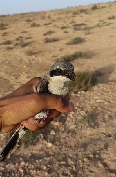 مطلووووووب شباب فلل فواتح فقط