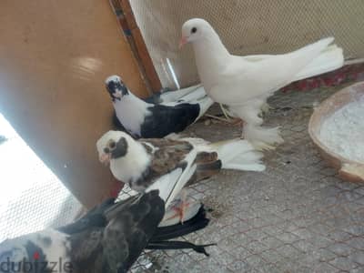 مجموعة حمام للبيع بسعر لقطة