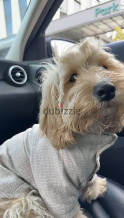 dog cockapoo
