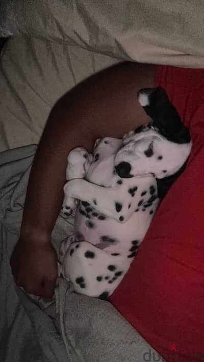 Dalmatian dog كلب دالميشن تقليب عالي