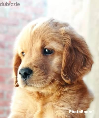 اخر جراوي جولدن انجليزي اهالي مستوردة English Golden Retriever puppies
