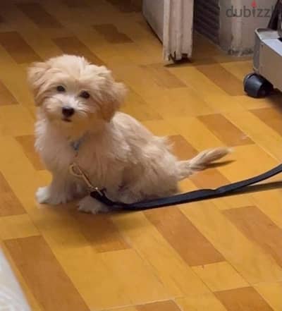 maltipoo كلبه مالتيبو