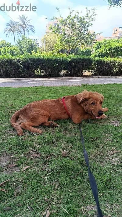 كلب٤ شهور بيحب اللعب والتنطيط وبيحب الاطفال جدا