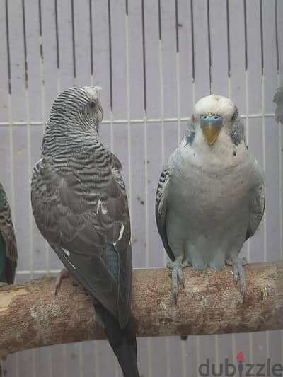 قص بلاك وينج رمادي شغال
