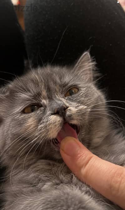 إكزوتيك شورت هير (Exotic Shorthair) للبيع
