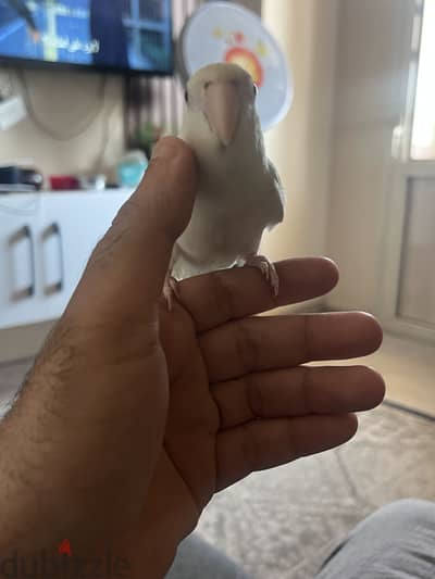 روز مدرب