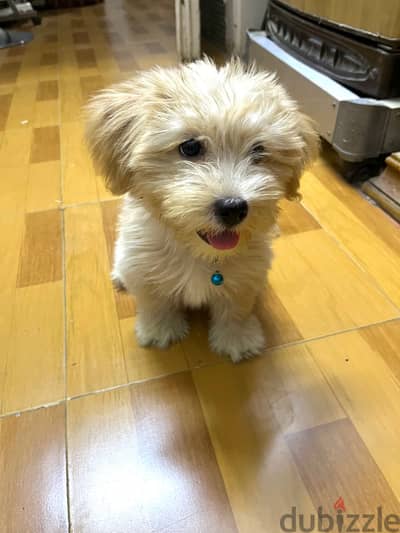 Maltipoo dog