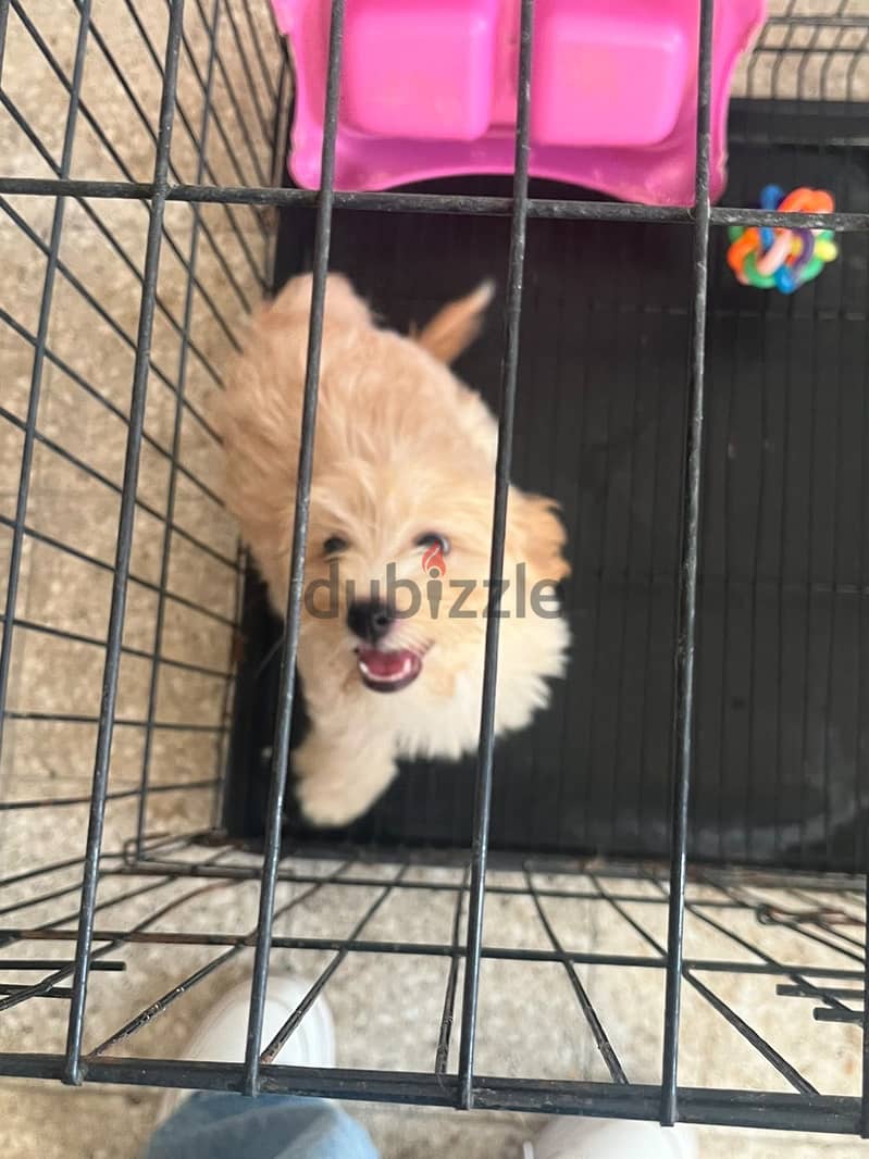 Maltipoo dog 1