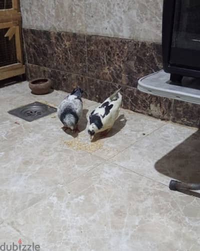 حمام كريزلي