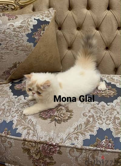 قطه فان كاليكو دايلوت بيرشن بيور