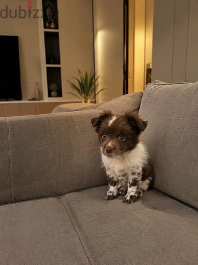 Havanese × Shih Tzu
