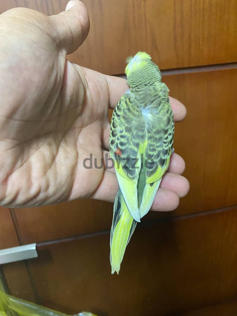 للبيع 2