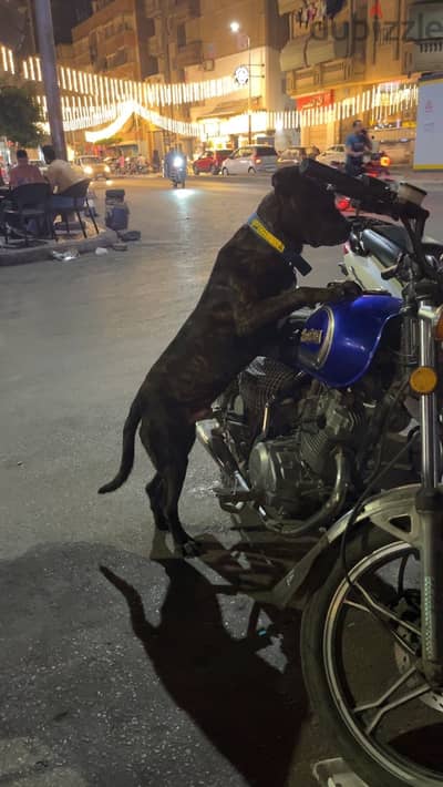 Presa canario
