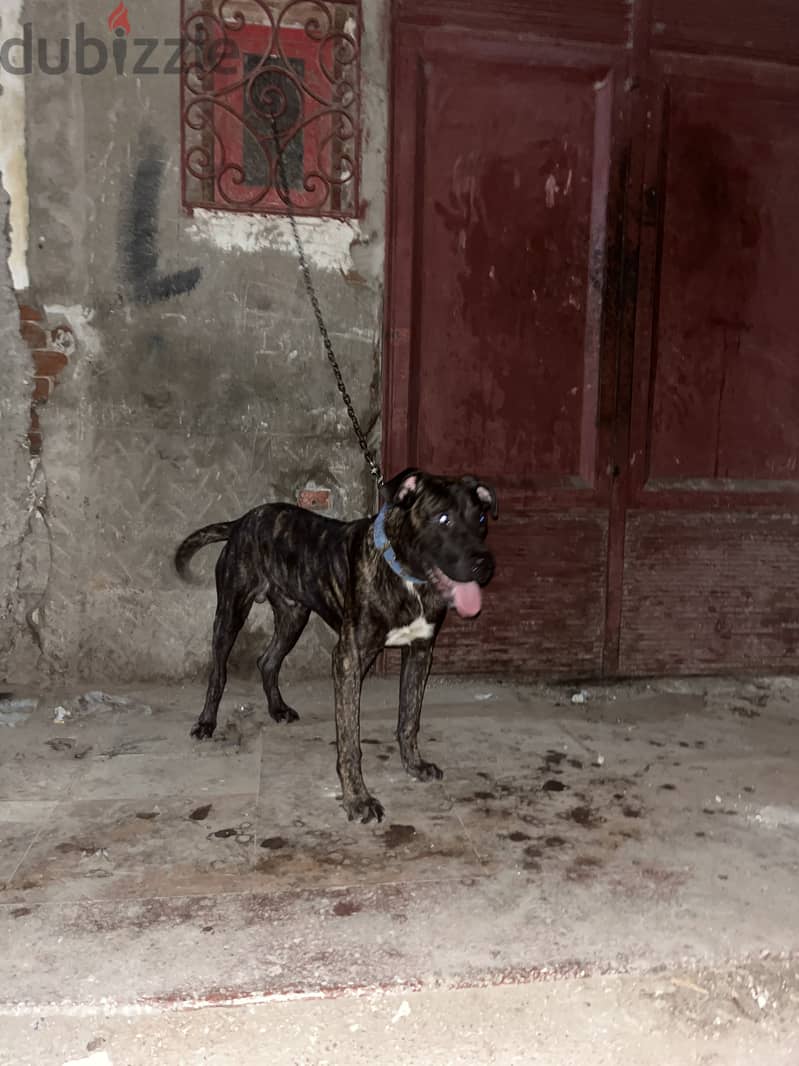 Presa canario 1
