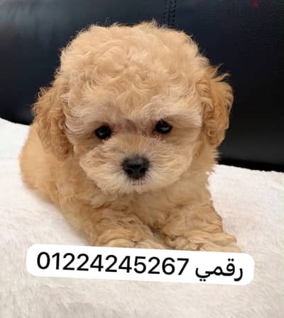 Maltipoo 45 days
