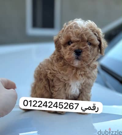 Maltipoo_puppy_maltipoo