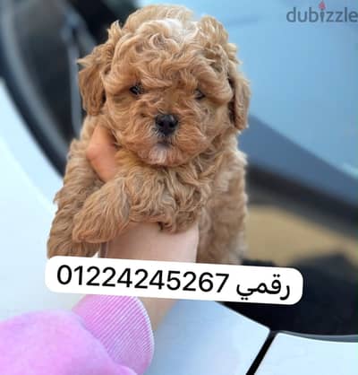 Maltipoo_poodle_maltipoo