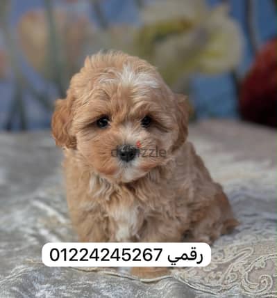 مالتيبو_poodle _maltipo