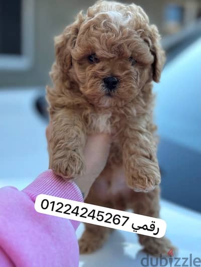 Maltipo_مالتيبو_maltipo-poodle