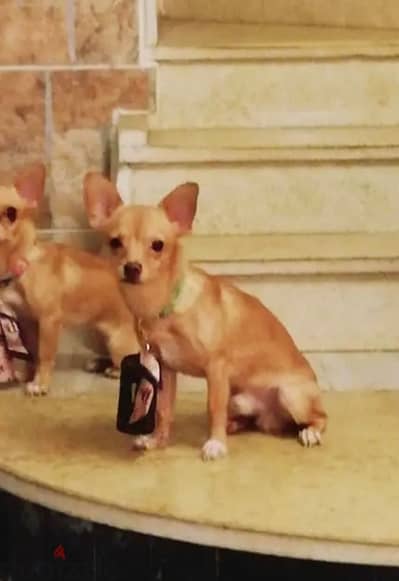 Available: Male Chihuahua, fully vaccinated