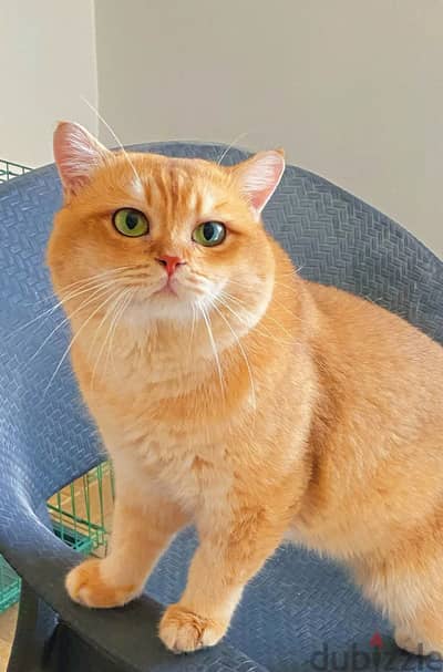 قط بريتش للتزاوج British shorthair Cat