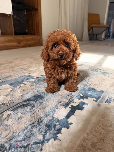 Toypoodle poodle بودل