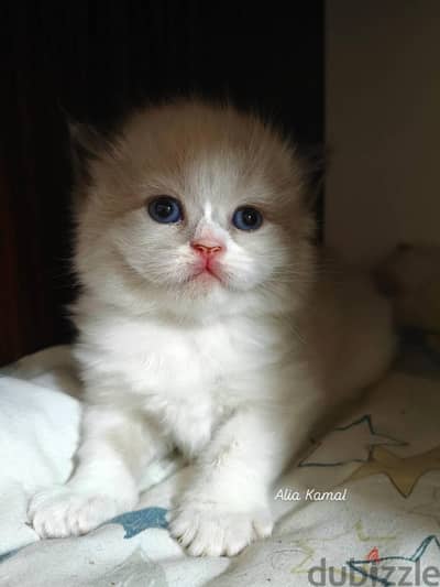 Seal bicolor Ragdoll راغدول راجدول