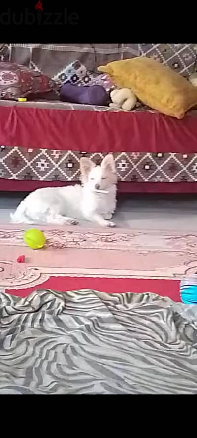 كلاب لولو فرنساوي بيور للبيع