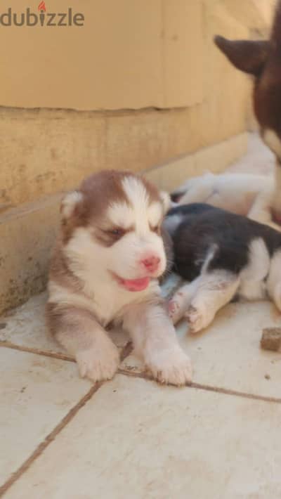 huskyyyyyyyyyyyyyyyy