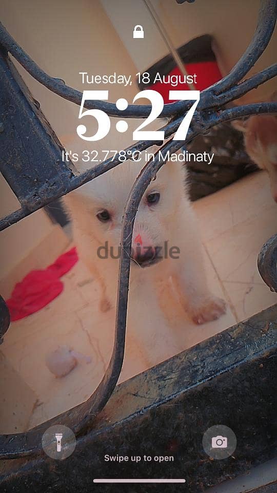 huskyyyyyyyyyyyyyyyy 1