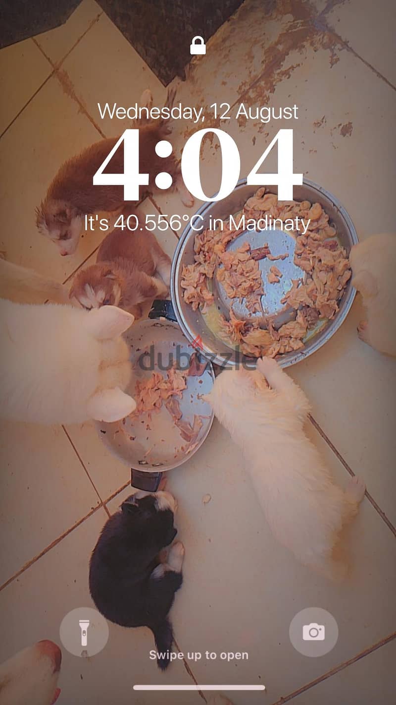 huskyyyyyyyyyyyyyyyy 2