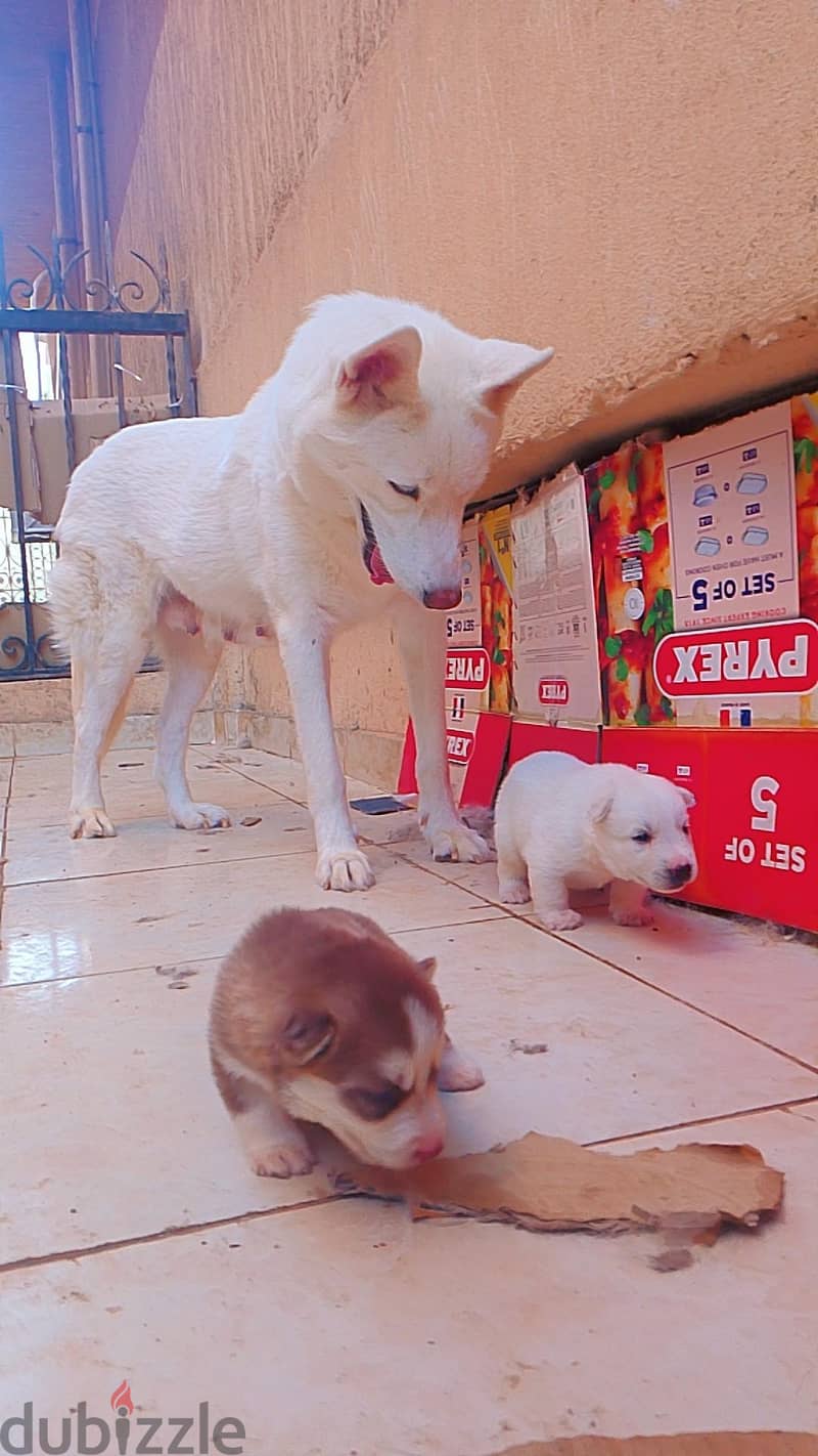 huskyyyyyyyyyyyyyyyy 3